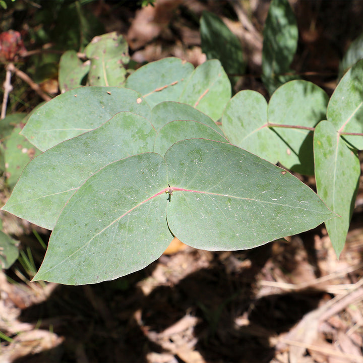 Green Eucalyptus Nitens Tree Seeds for Planting | Heirloom, Non-GMO, High Germination Seeds