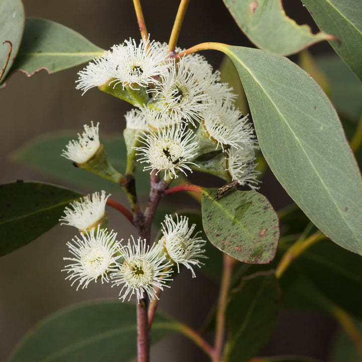Green Snow Gum Seeds (Eucalyptus Pauciflora) – Heirloom, Non-GMO, High Germination Seeds for Planting