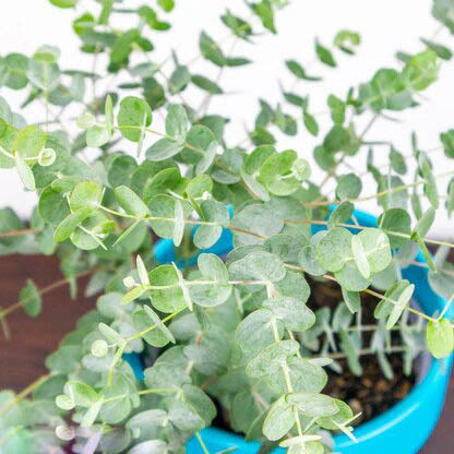 Eucalyptus Plant Seeds for Planting – Heirloom Non-GMO High Germination Organic Garden Seeds