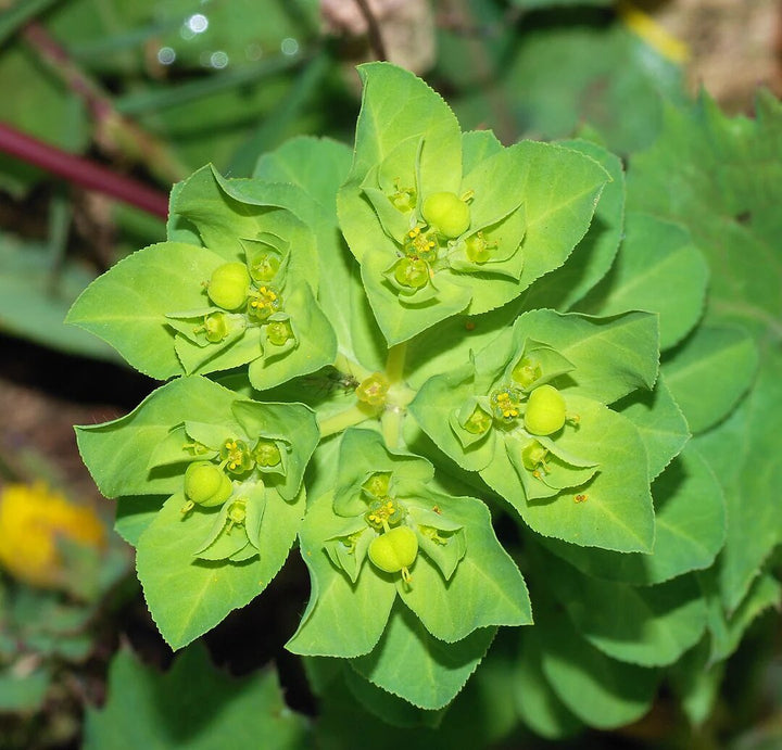 Green Euphorbia Dendroides Seeds for Planting – Heirloom Non-GMO High Germination Organic Garden Seeds