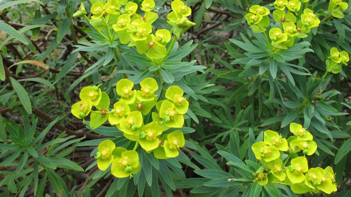Green Euphorbia Dendroides Seeds for Planting – Heirloom Non-GMO High Germination Organic Garden Seeds