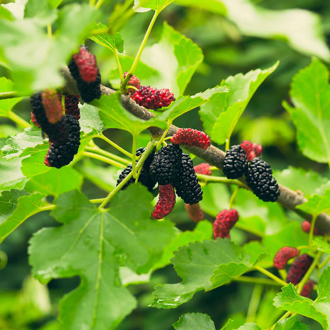 Mulberry Ideal herb seeds