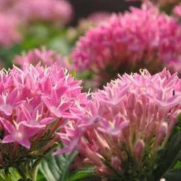 extremelydroughttolerantbarrennessresistantperennialvarietiesofperennialrootflowerheirloomnongmohighgerminationorganicgarden flower seeds