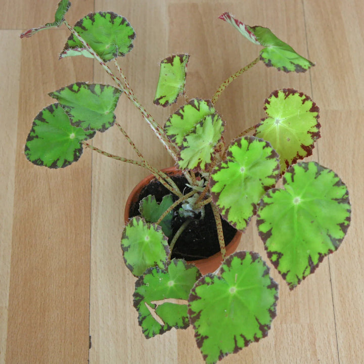 Begonia Flowers Seeds Green for Planting – Heirloom Non-GMO High Germination Organic Garden Seeds