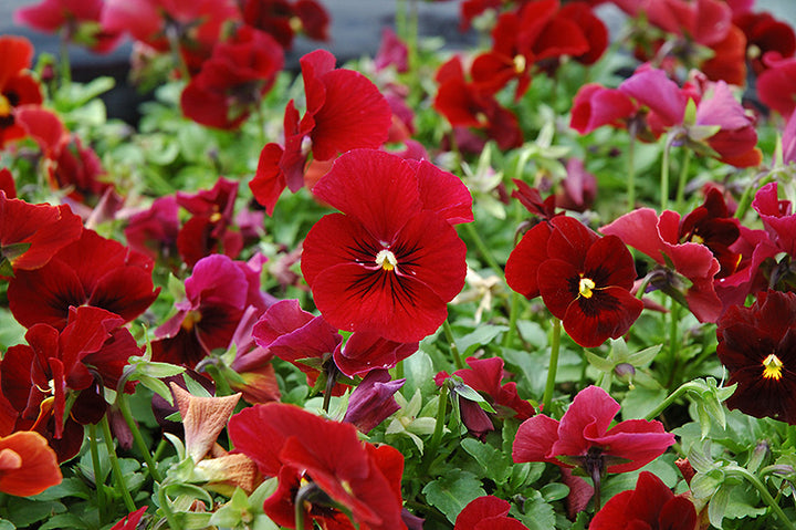 Pansy Flower Seeds Red – Heirloom, Non-GMO, High Germination Seeds