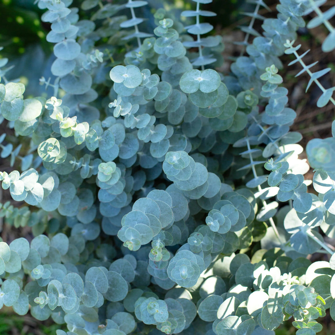 Green Eucalyptus Baby Blue Plant Seeds – Heirloom, Non-GMO, High Germination Seeds
