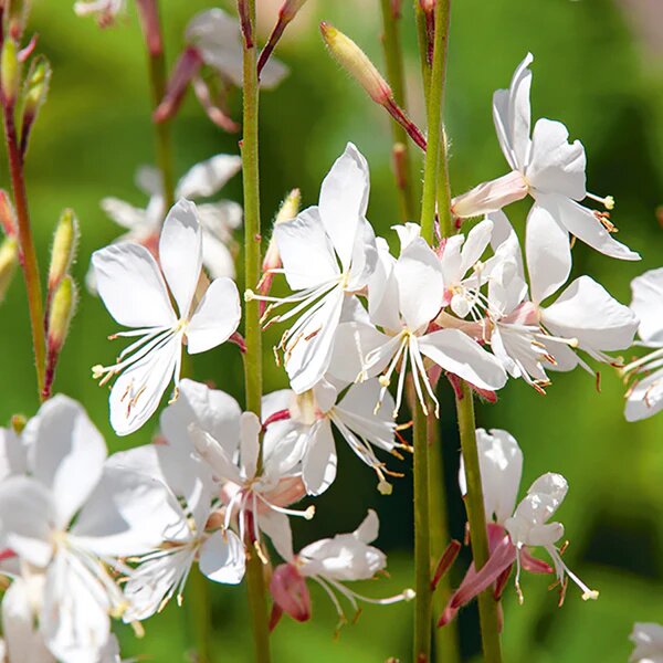 Gaura Flower Seeds White – Heirloom Non-GMO High Germination Seeds for Planting