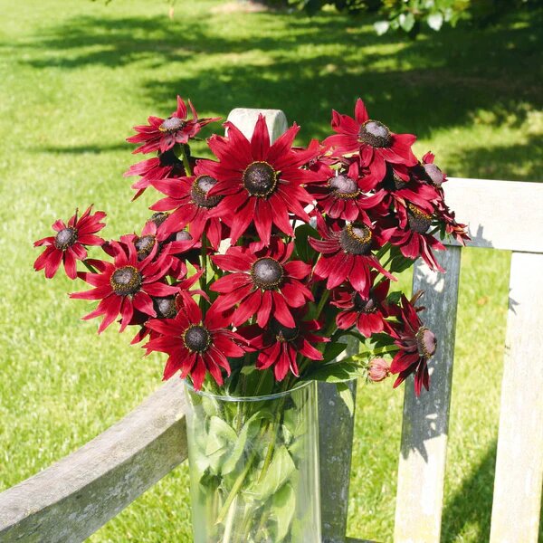 Hemlock Flower Seeds Red – Heirloom, Non-GMO, High Germination Seeds