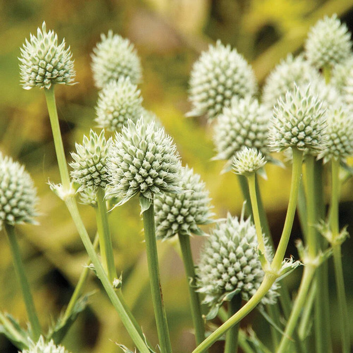 Eryngium Flower Seeds White Heirloom Non-GMO High Germination Seeds for Planting