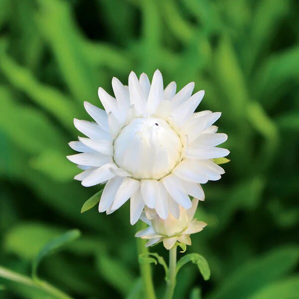 Helichrysum Flower Seeds White – Heirloom Non-GMO High Germination Seeds