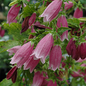 Brown Campanula Flower Seeds – Heirloom, Non-GMO, High Germination Seeds