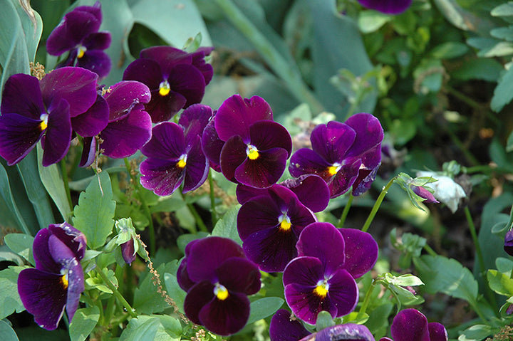 Semillas de Pensamiento Gigante Morado - Variedad Tradicional, No Modificado Genéticamente, Alta Germinación