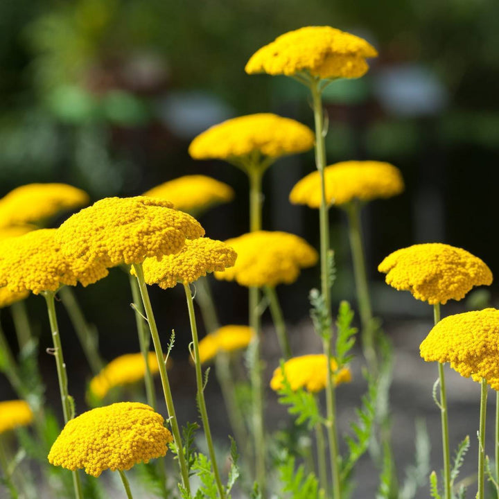 Giant Achillea Flower Seeds Yellow – Heirloom, Non-GMO, High Germination