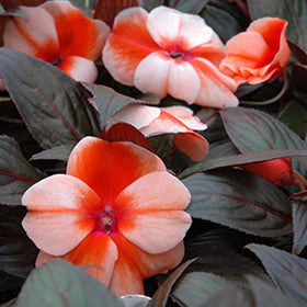 Orange White Impatiens Flower Seeds – Heirloom, Non-GMO, High Germination Seeds