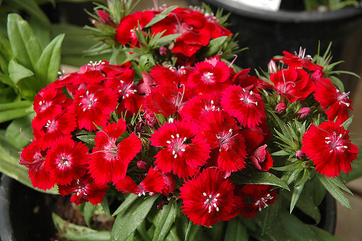 Dianthus Flower Seeds Red for Planting – Heirloom Non-GMO High Germination Seeds