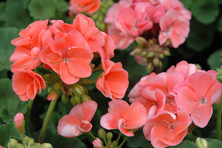 Orange Geranium Flower Seeds – Heirloom, Non-GMO, High Germination Seeds