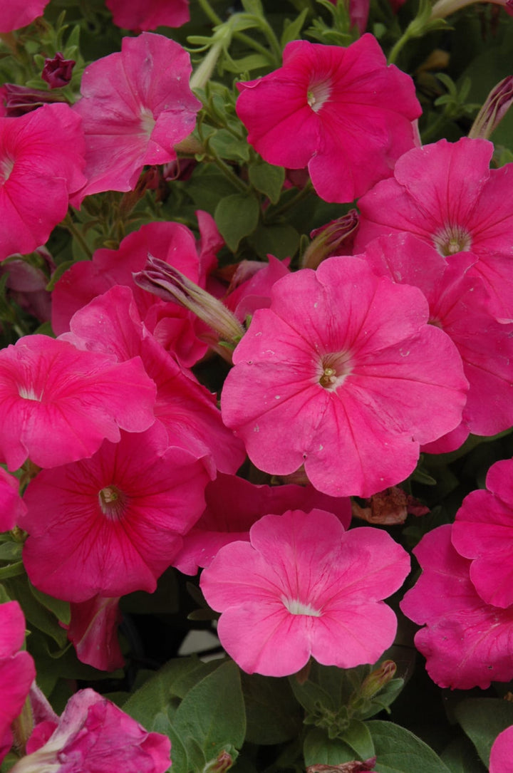 Dark Pink Petunia Flower Seeds for Planting – Heirloom Non-GMO High Germination Organic Garden Seeds