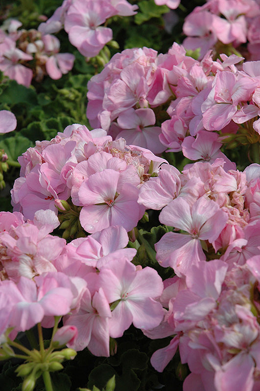 Semillas de geranio rosa claro – Heirloom, no OGM, alta germinación