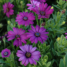 Osteospermum Flower Seeds Violet – Heirloom, Non-GMO, High Germination Organic Garden Seeds for Planting
