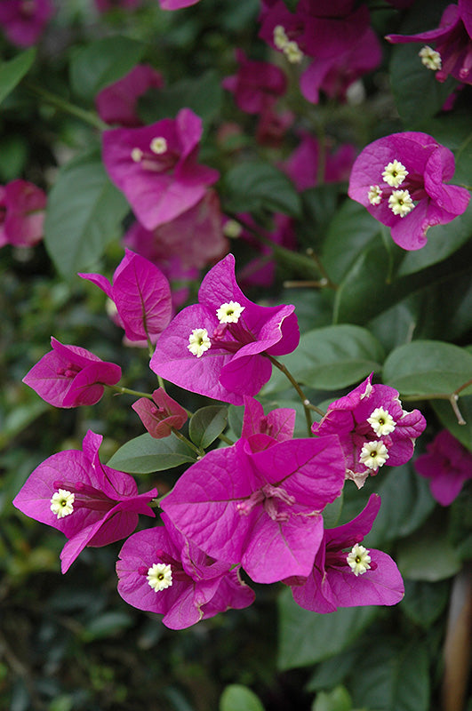 Purple Bougainvillea Flower Seeds – Heirloom, Non-GMO, High Germination, Organic Garden Seeds