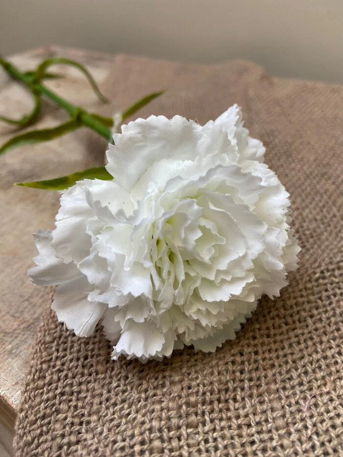 Carnation Flower Seeds White – Heirloom, Non-GMO, High Germination Seeds