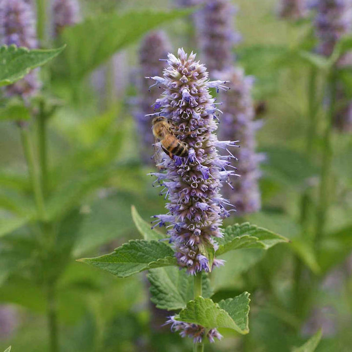 Hyssop Flower Seeds Purple Heirloom Non-GMO High Germination Organic Garden Seeds for Planting