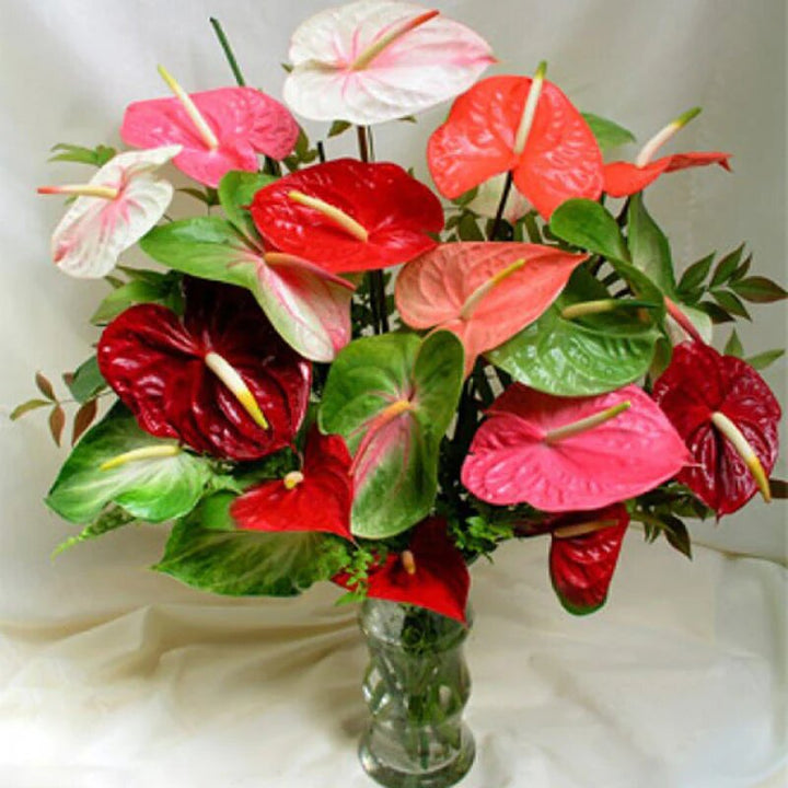 Anthurium Flower Seeds Mixed – Heirloom Non-GMO High Germination Seeds