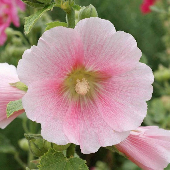 Light Pink Hollyhock Flower Seeds – Heirloom, Non-GMO, High Germination Seeds