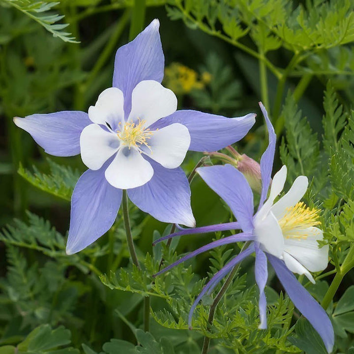 Light Blue Columbine Flower Seeds – Heirloom, Non-GMO, High Germination Seeds