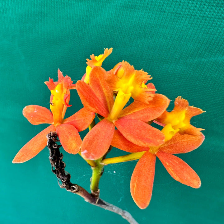 Semillas de flores de epidendro rubrum naranjas – Semillas de jardín orgánicas de alta germinación, reliquia, sin OMG para plantar