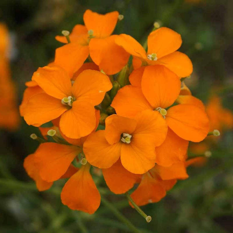 Orange Cheiranthus Cheirii Flower Seeds – Heirloom, Non-GMO, High Germination Seeds