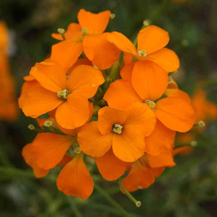 Orange Cheiranthus Cheirii Flower Seeds – Heirloom, Non-GMO, High Germination Seeds