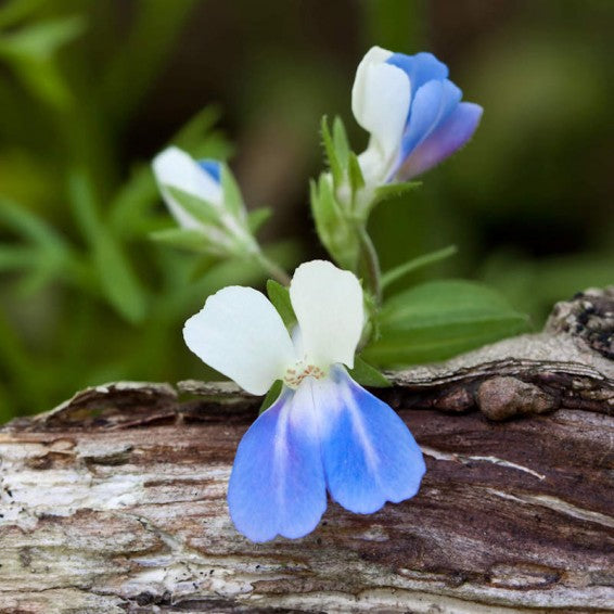 Eyed Mary Flower Seeds – Heirloom Non-GMO High Germination Organic Garden Seeds