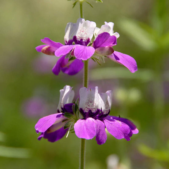 Collinsia Flower Seeds for Planting – Heirloom Non-GMO High Germination Organic Seeds