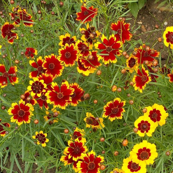 Chiffon Coreopsis Flower Seeds – Heirloom, Non-GMO, High Germination, Organic Seeds