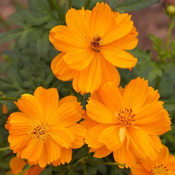 Cosmos Flower Seeds Orange for Planting – Heirloom Non-GMO High Germination Seeds