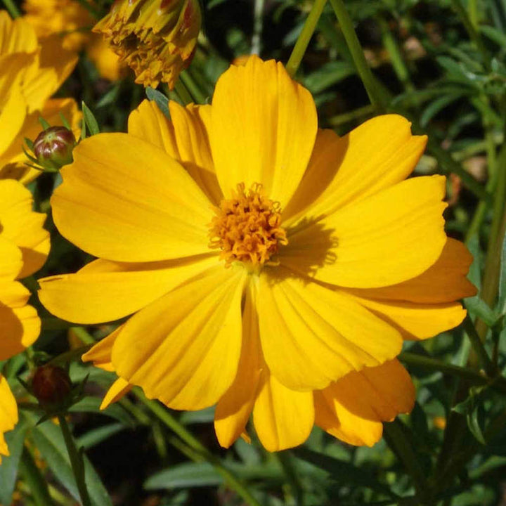 Yellow Cosmos Flower Seeds for Planting – Heirloom Non-GMO High Germination Seeds