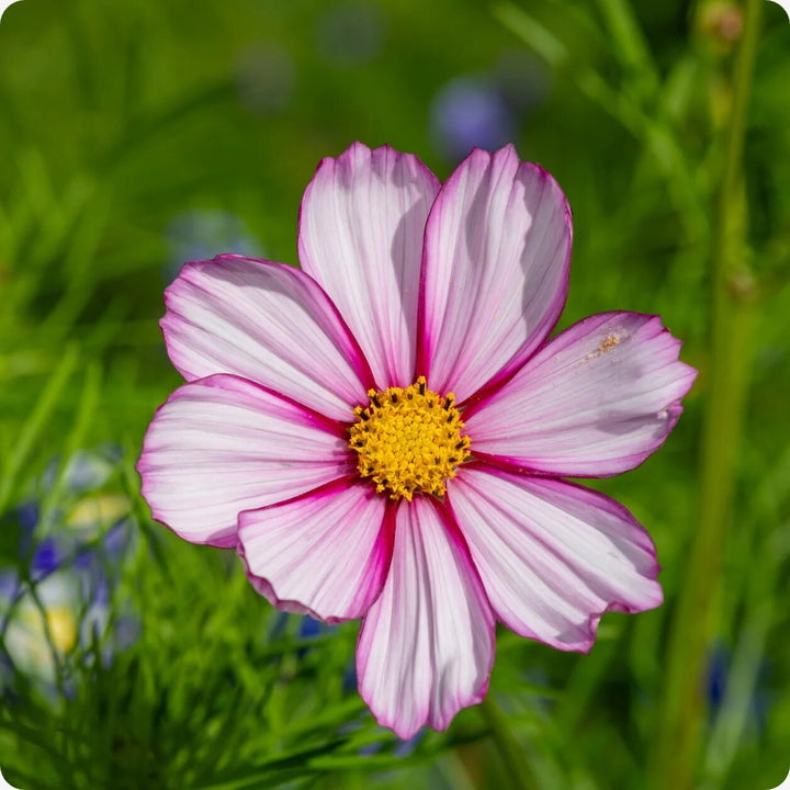 White Pink Cosmos Flower Seeds Heirloom Non-GMO High Germination Organic Garden Seeds for Planting