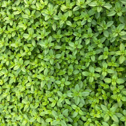 Green Creeping Thyme Flower Seeds for Planting – Heirloom Non-GMO High Germination