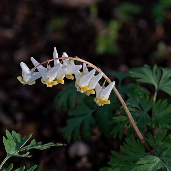 White Cucullaria Flower Seeds for Planting – Heirloom Non-GMO High Germination Seeds