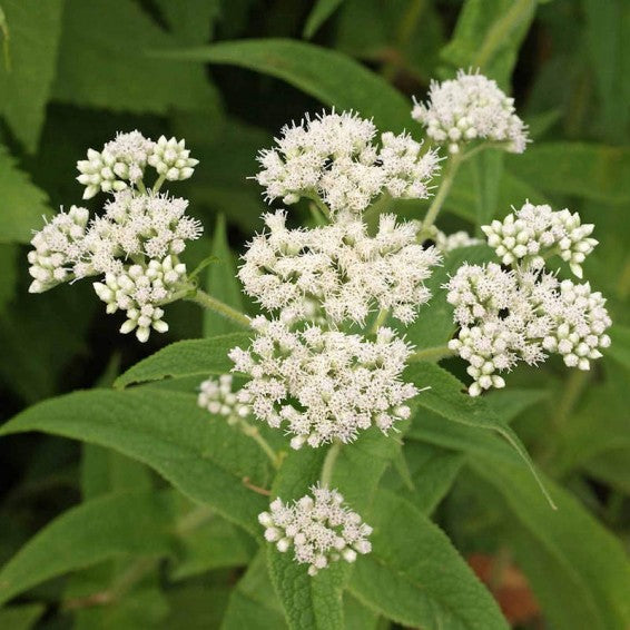 Eupatorium Flower Seeds White – Heirloom Non-GMO High Germination Seeds for Planting
