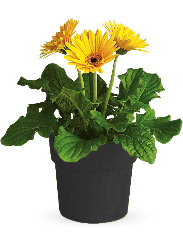 Yellow Daisy Gerbera Flower Seeds – Heirloom, Non-GMO, High Germination Seeds