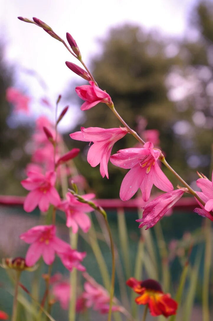 Pink Crocosmia Flower Seeds for Planting – Heirloom Non-GMO High Germination Seeds