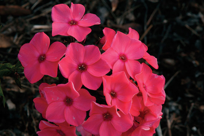 Giant Phlox Flower Seeds Red – Heirloom, Non-GMO, High Germination Seeds for Planting