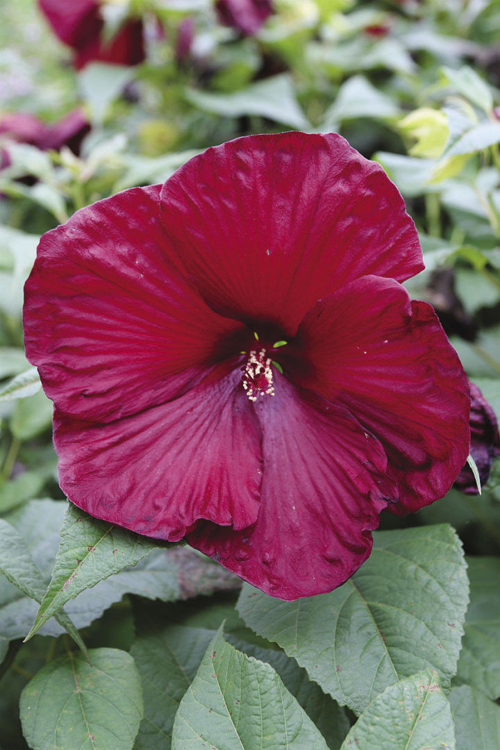 Deep Red Hibiscus Flower Seeds – Heirloom Non-GMO High Germination Seeds