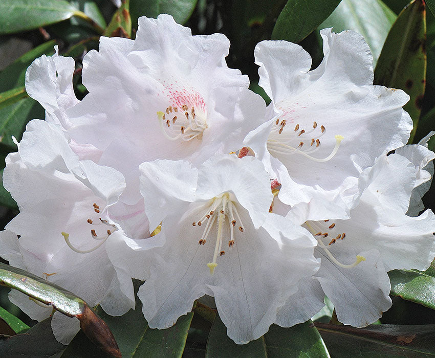 Giant Rhododendron White Flower Seeds – Heirloom Non-GMO High Germination Seeds