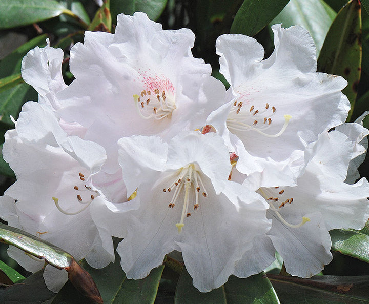 Giant Rhododendron White Flower Seeds – Heirloom Non-GMO High Germination Seeds