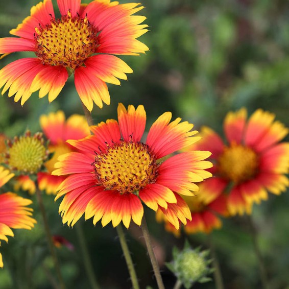 Gaillardia Pulchella Flower Seeds – Heirloom, Non-GMO, High Germination Seeds