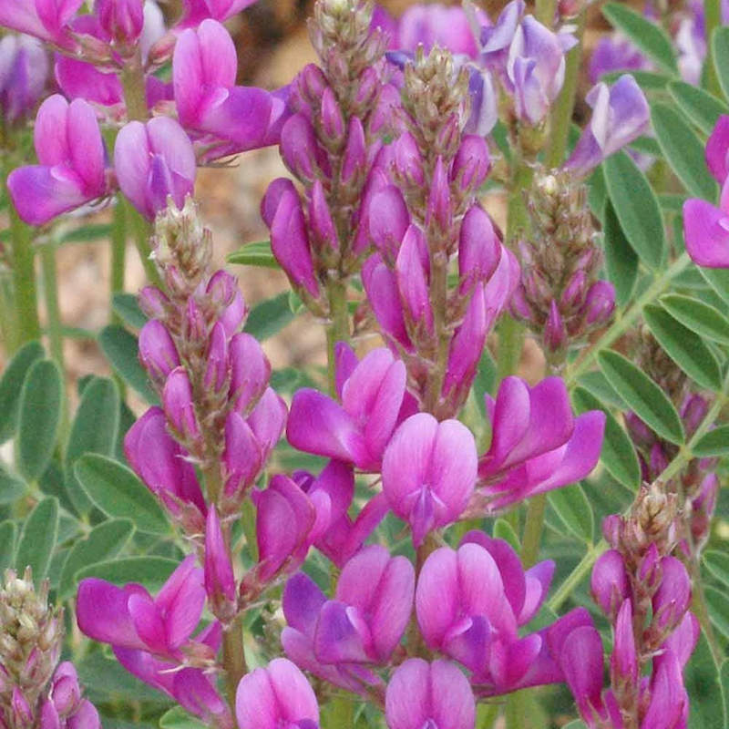 Hedysarum Boreale Flower Seeds – Heirloom, Non-GMO, High Germination Seeds