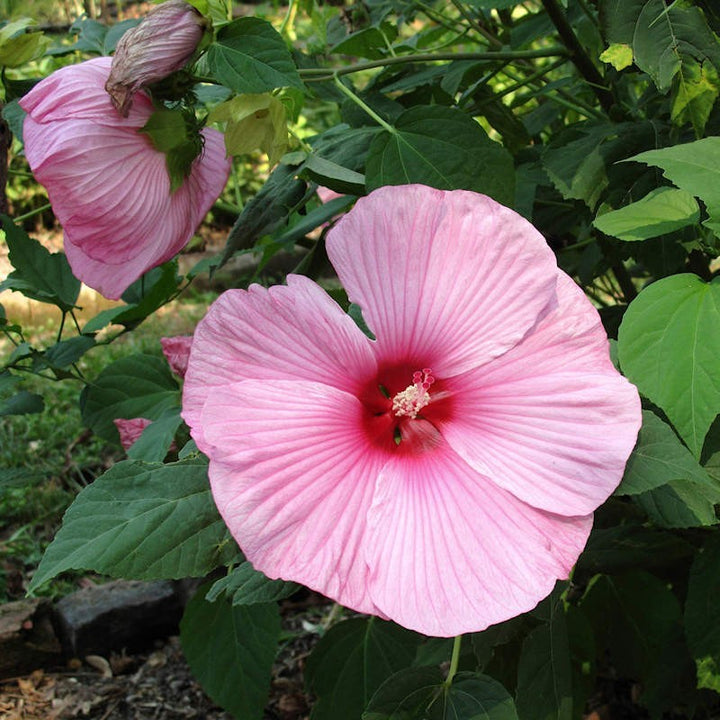Dark &amp; Light Pink Swamp Mallow Flower Seeds – Heirloom Non-GMO Organic Garden